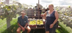 David and Wendy Phillips harvesting White Almeria grapes