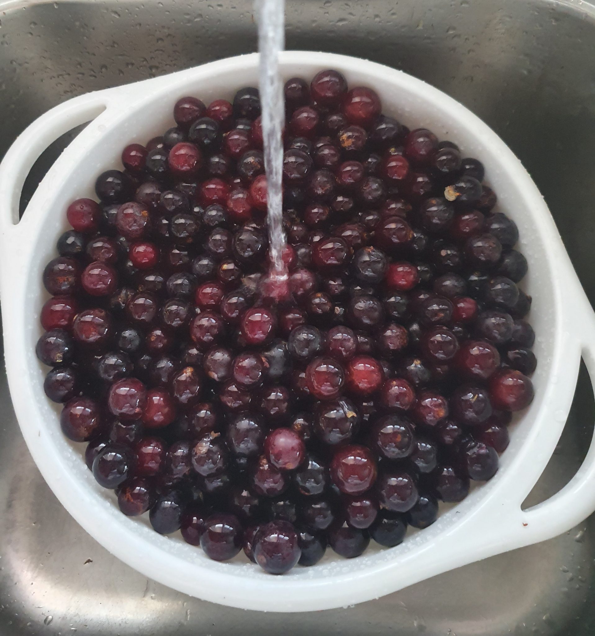 Grape Juice Recipe – Daywen Vineyard How Long Is Grape Juice Good After Opening