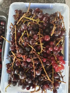 Daywen freshly picked grapes ready for sorting and stalk removal